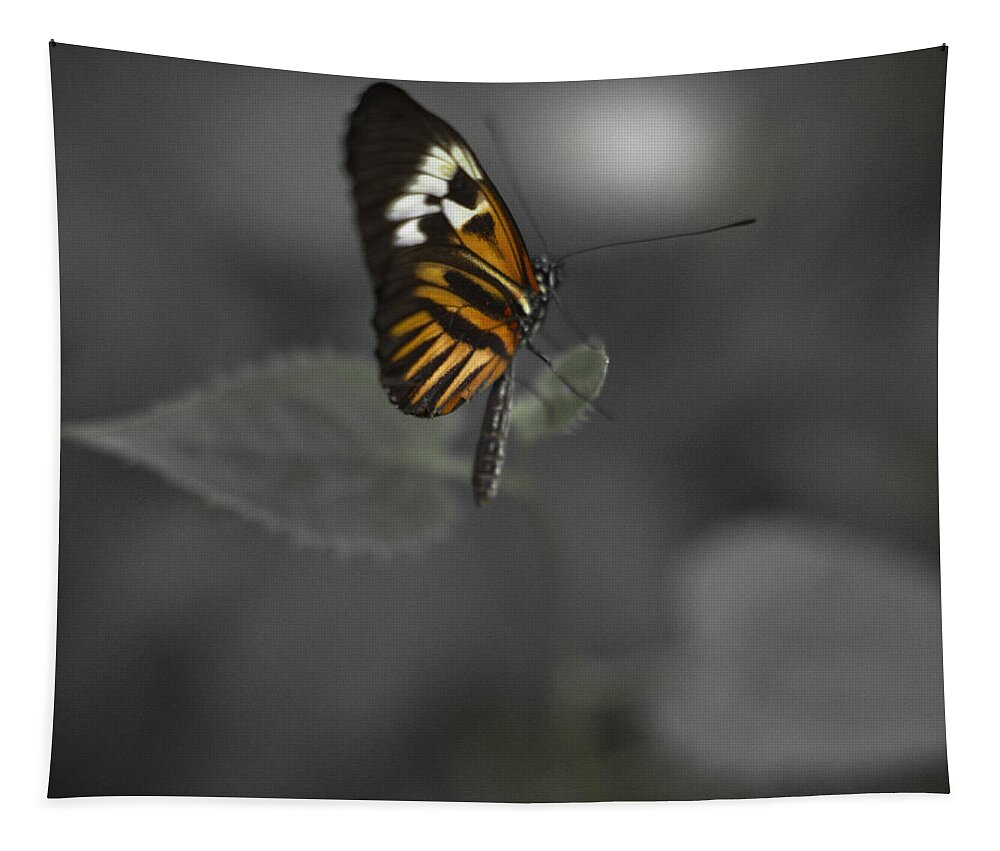 Butterfly Tapestry featuring the photograph Butterfly #20 by Bradley R Youngberg