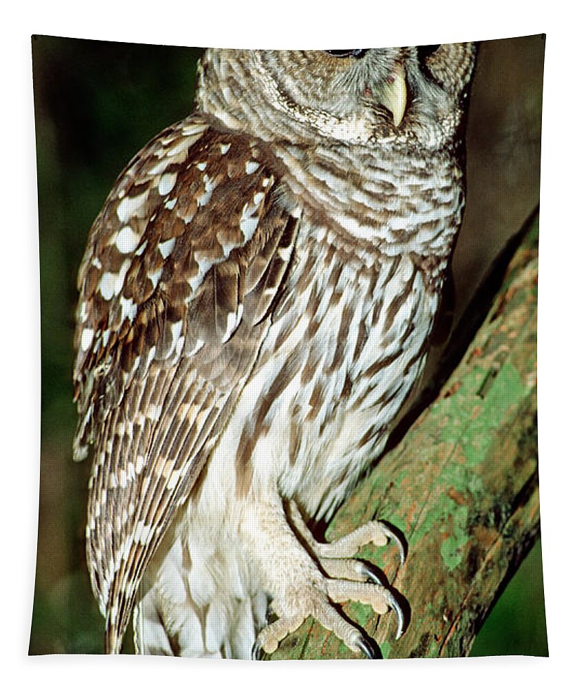 Barred Owl Tapestry featuring the photograph Barred Owl #26 by Millard H. Sharp