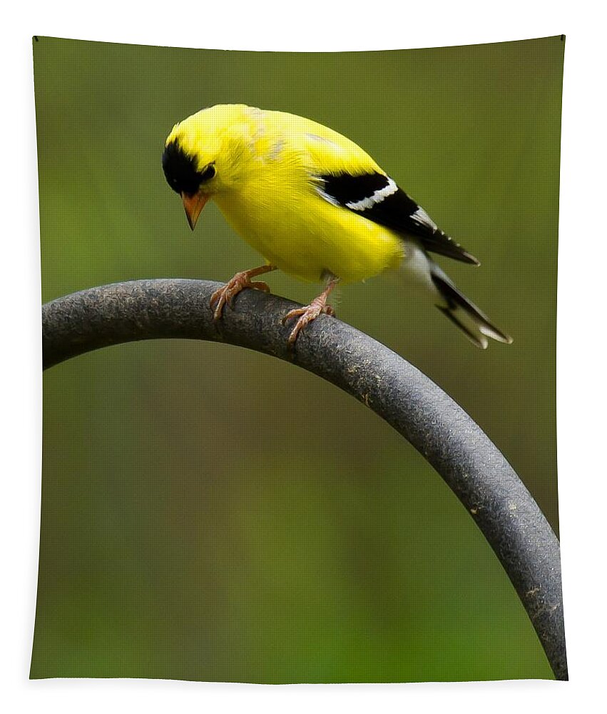 Goldfinch Tapestry featuring the photograph American Goldfinch #3 by Robert L Jackson