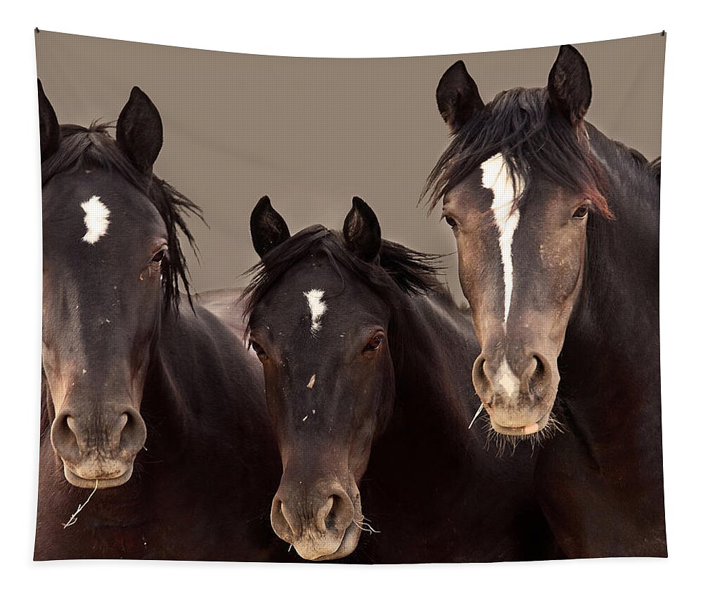 Wild Mustangs Tapestry featuring the photograph 3 Amigos Sepia Wild Mustang by Rich Franco