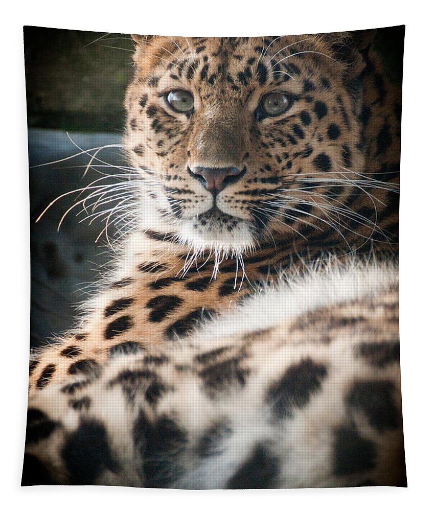 Animal Tapestry featuring the photograph Amur Leopard #3 by Chris Boulton