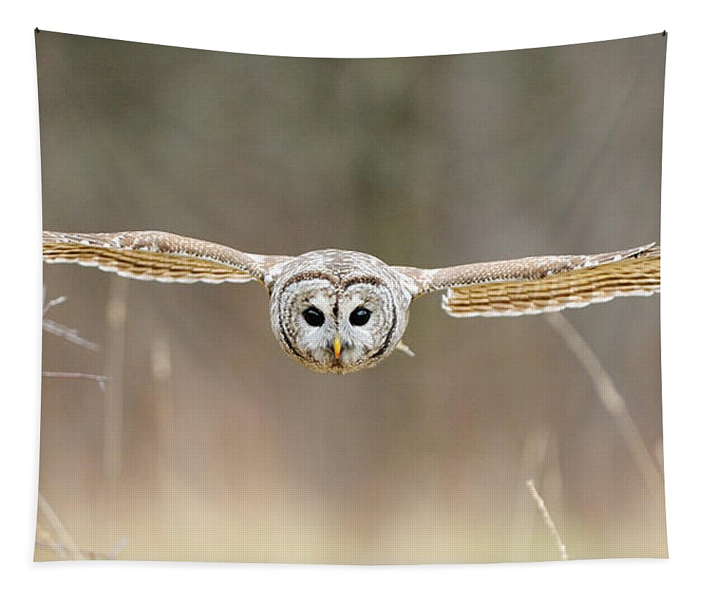 Barred Owl Tapestry featuring the photograph Barred Owl In Flight #5 by Scott Linstead