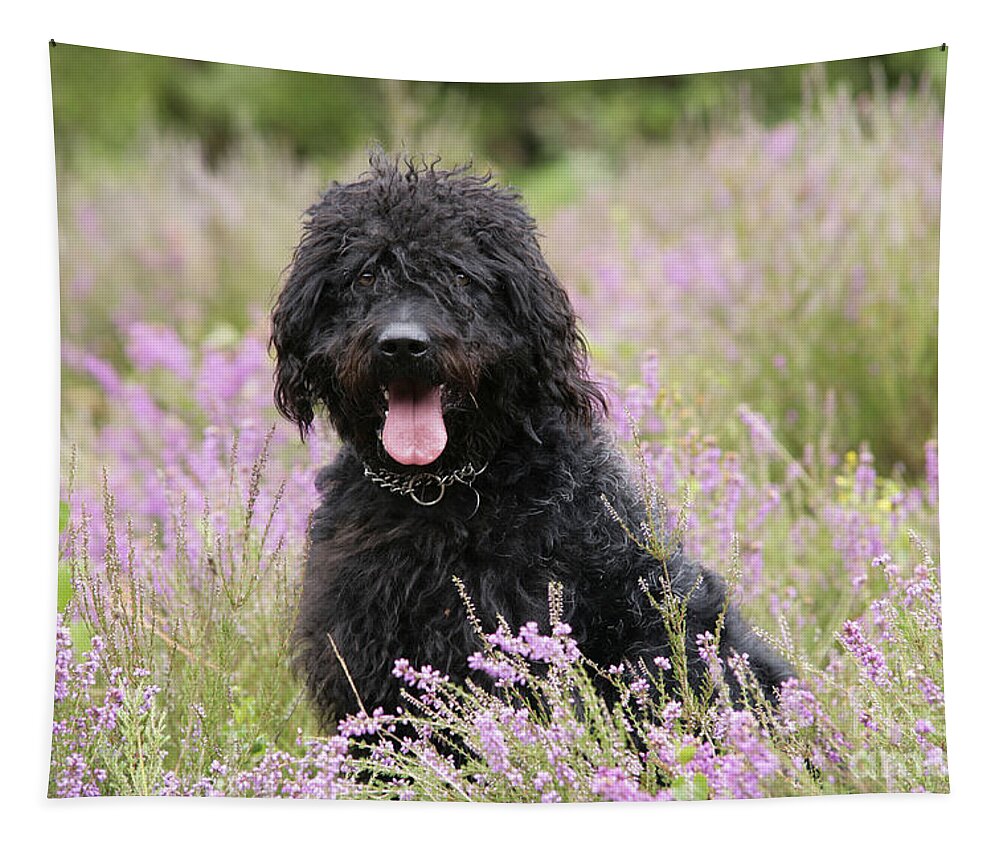 Labradoodle Tapestry featuring the photograph Black Labradoodle by John Daniels