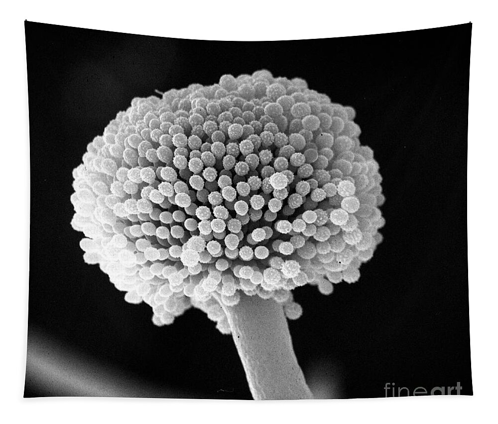 Sem Tapestry featuring the photograph Bread Mold #3 by David M. Phillips