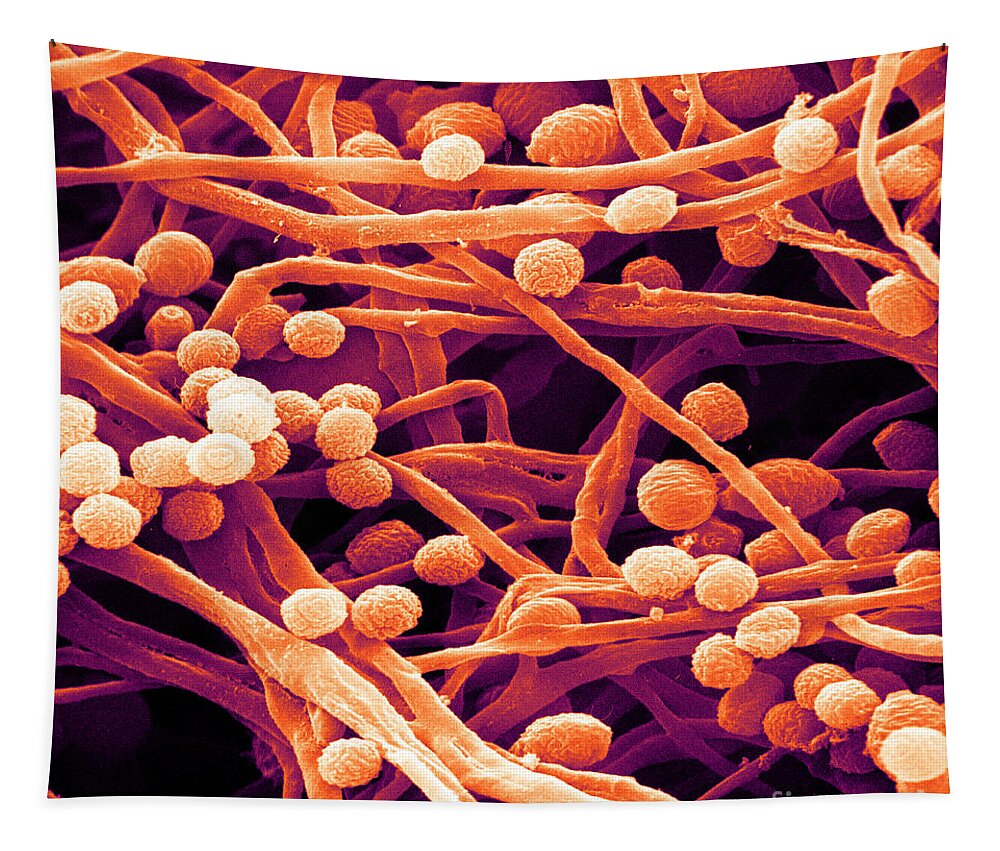 Candida Tapestry featuring the photograph Candida, Sem #3 by David M. Phillips