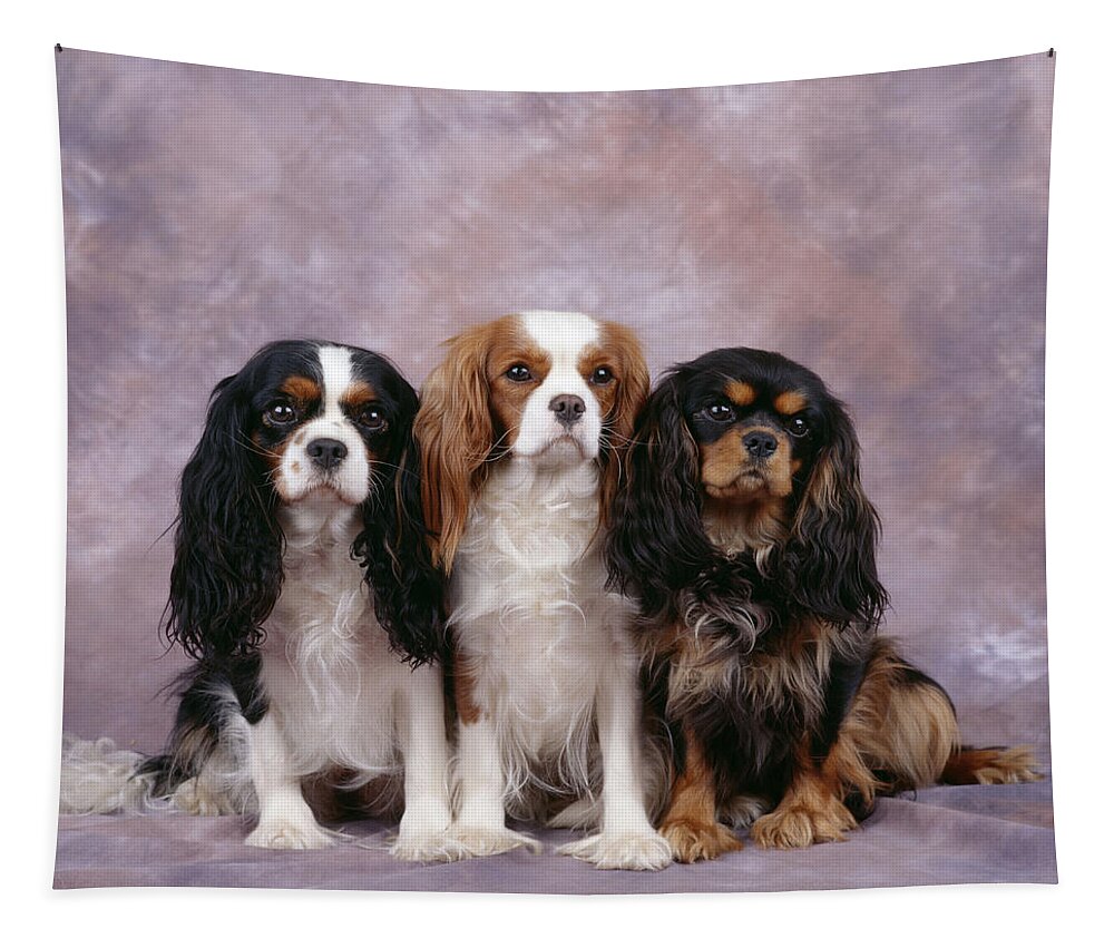 Dog Tapestry featuring the photograph Cavalier King Charles Spaniels by John Daniels