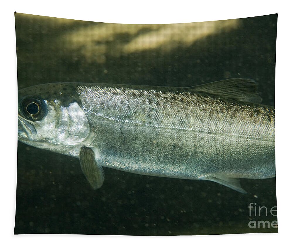 Chinook Tapestry featuring the photograph Chinook Salmon Smolt #3 by William H. Mullins