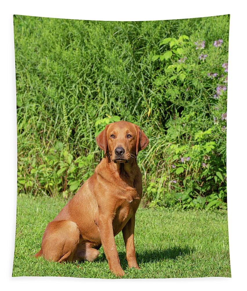 Adult Dog Tapestry featuring the photograph Fox Red Labrador Retriever #3 by Linda Arndt