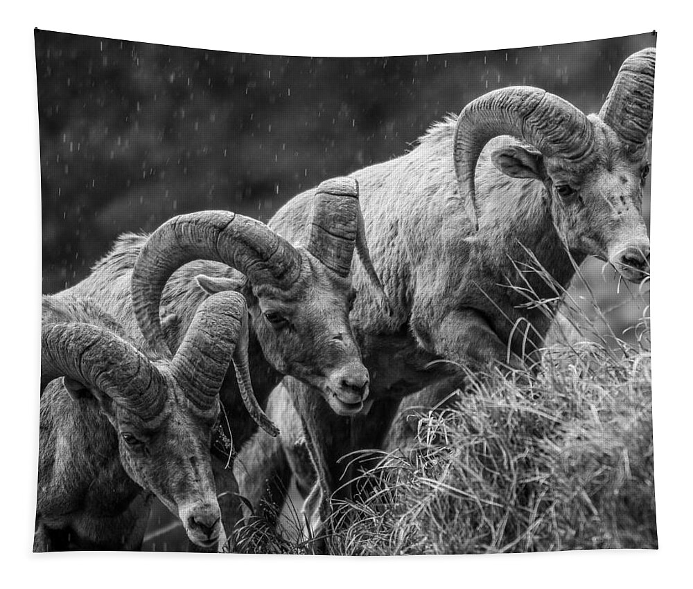 Big Horn Sheep Tapestry featuring the photograph 3 Kings by Kevin Dietrich