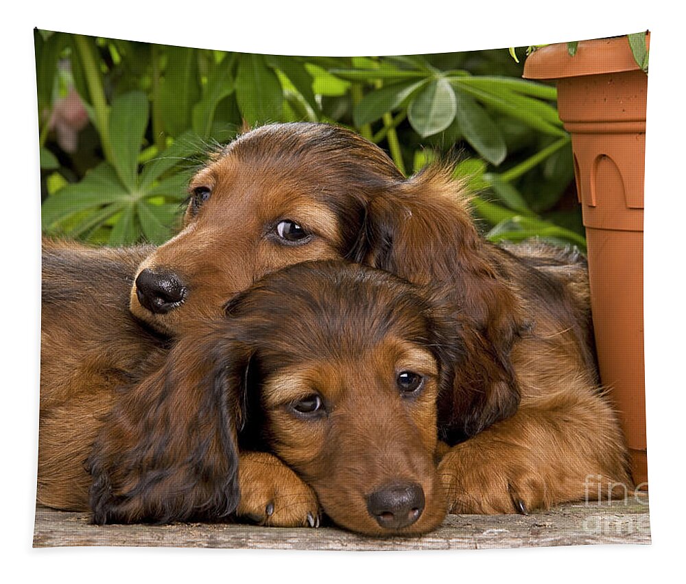 Dachshund Tapestry featuring the photograph Long-haired Dachshunds #1 by Jean-Michel Labat