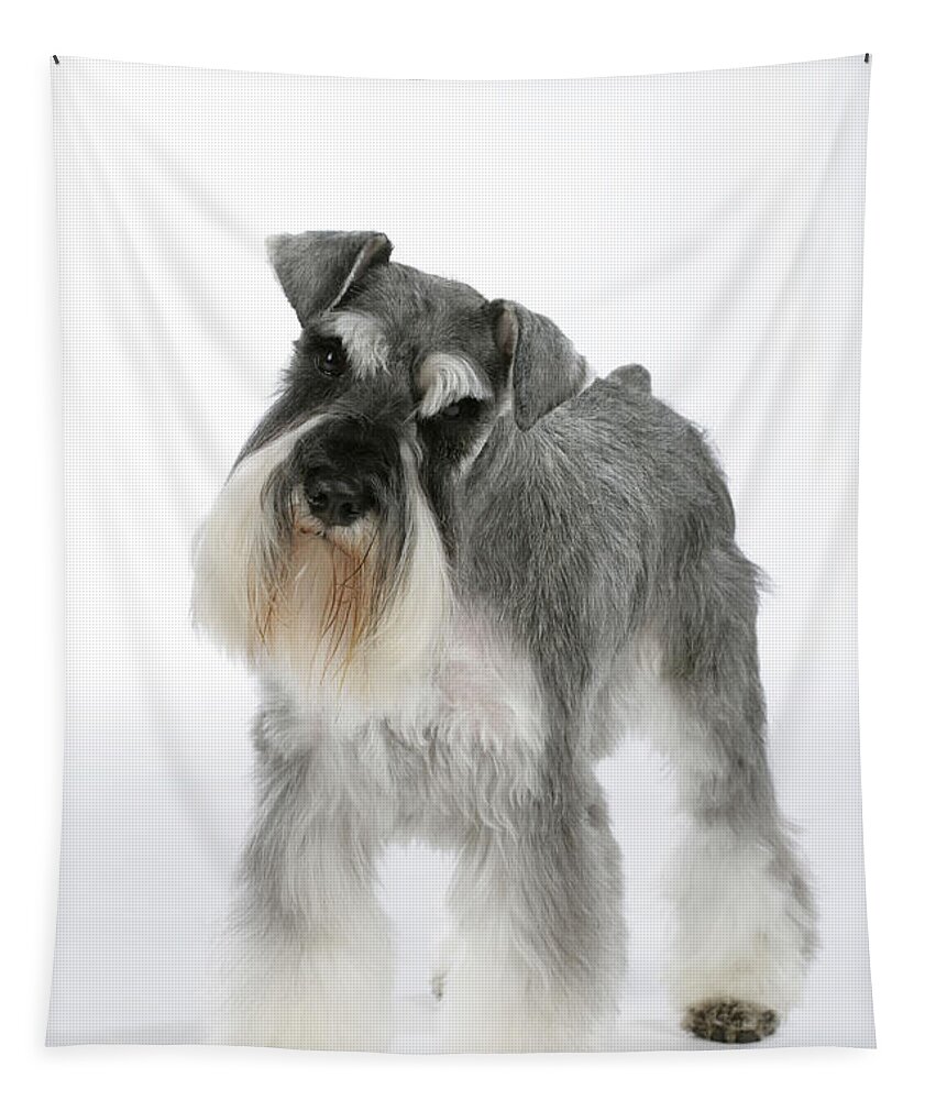 Dog Tapestry featuring the photograph Miniature Schnauzer by John Daniels