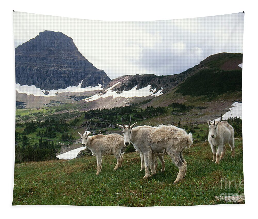 Mountain Goat Tapestry featuring the photograph Mountain Goats #3 by Art Wolfe