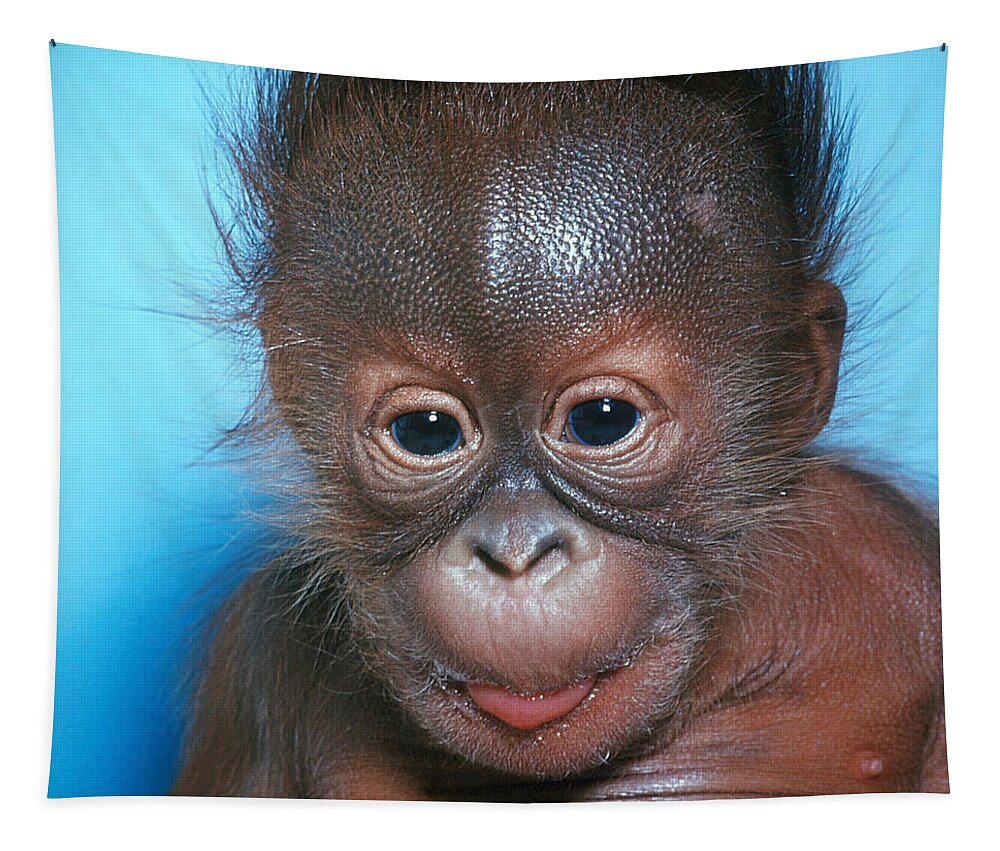 Animal Tapestry featuring the photograph Orangutan Pongo Pygmaeus Baby by Toni Angermayer
