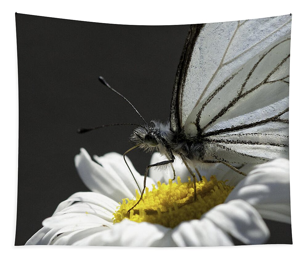 Pine White Tapestry featuring the photograph Pine White Butterfly #3 by Betty Depee