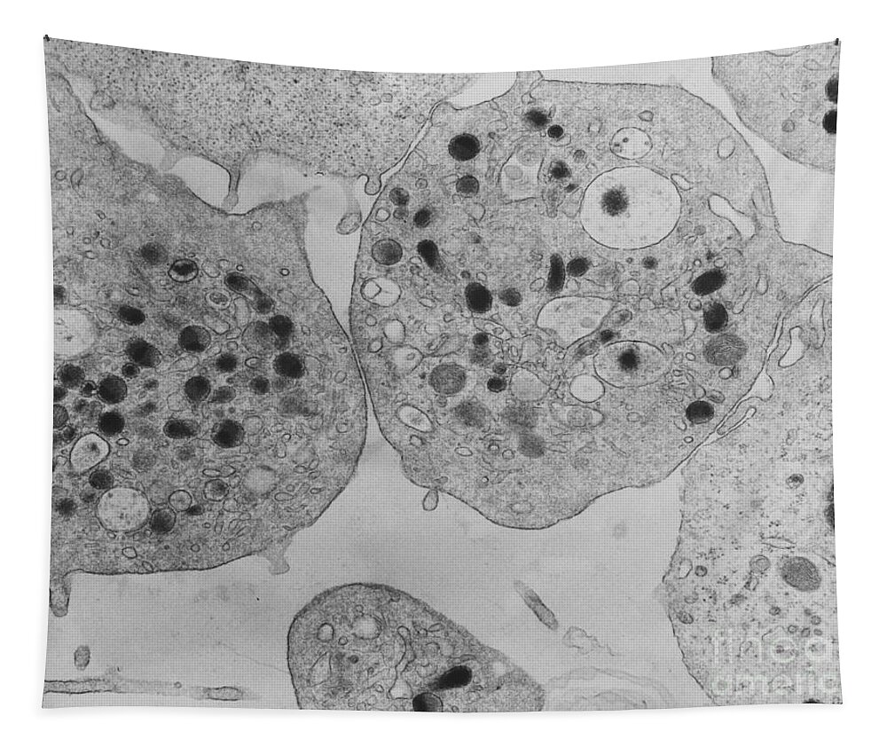 Tem Tapestry featuring the photograph Platelets #3 by David M. Phillips