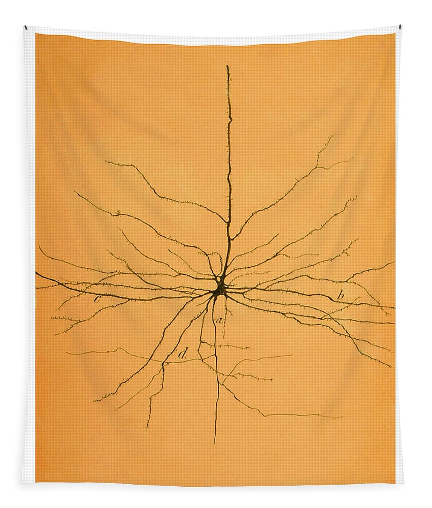 Pyramidal Cell Tapestry featuring the photograph Pyramidal Cell In Cerebral Cortex, Cajal by Science Source
