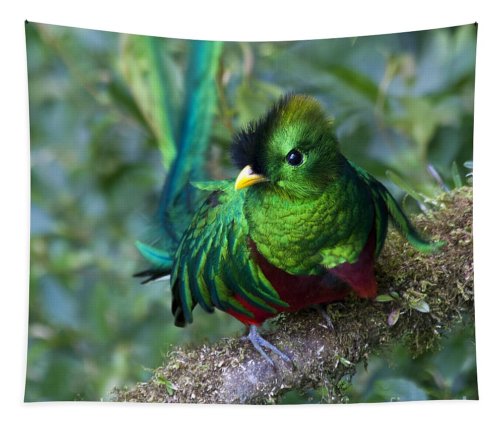 Bird Tapestry featuring the photograph Quetzal by Heiko Koehrer-Wagner
