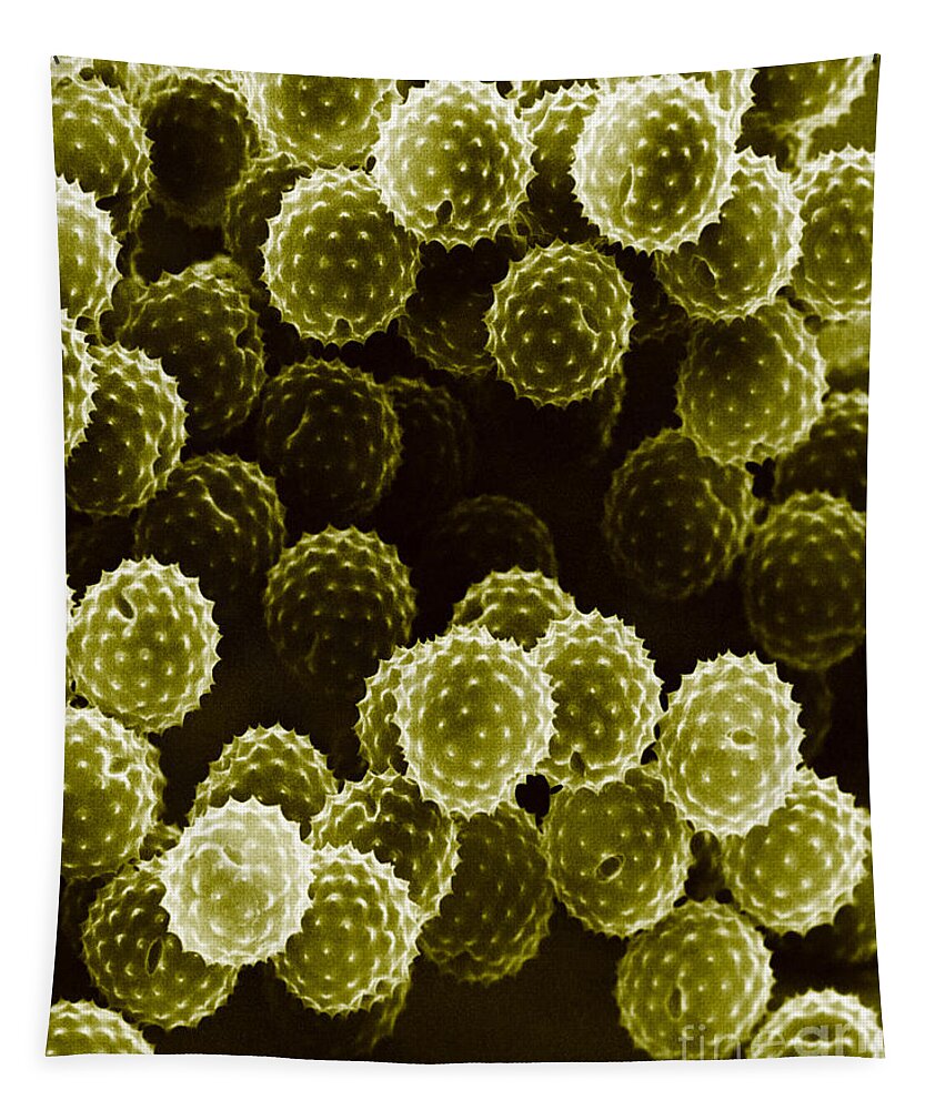 Allergen Tapestry featuring the photograph Ragweed Pollen Sem #3 by David M. Phillips / The Population Council