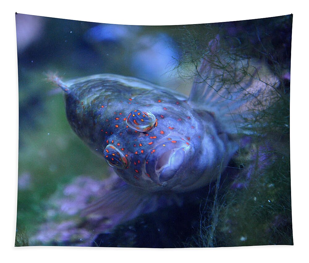 Redspotted Tapestry featuring the photograph Redspotted Hawkfish by Savannah Gibbs