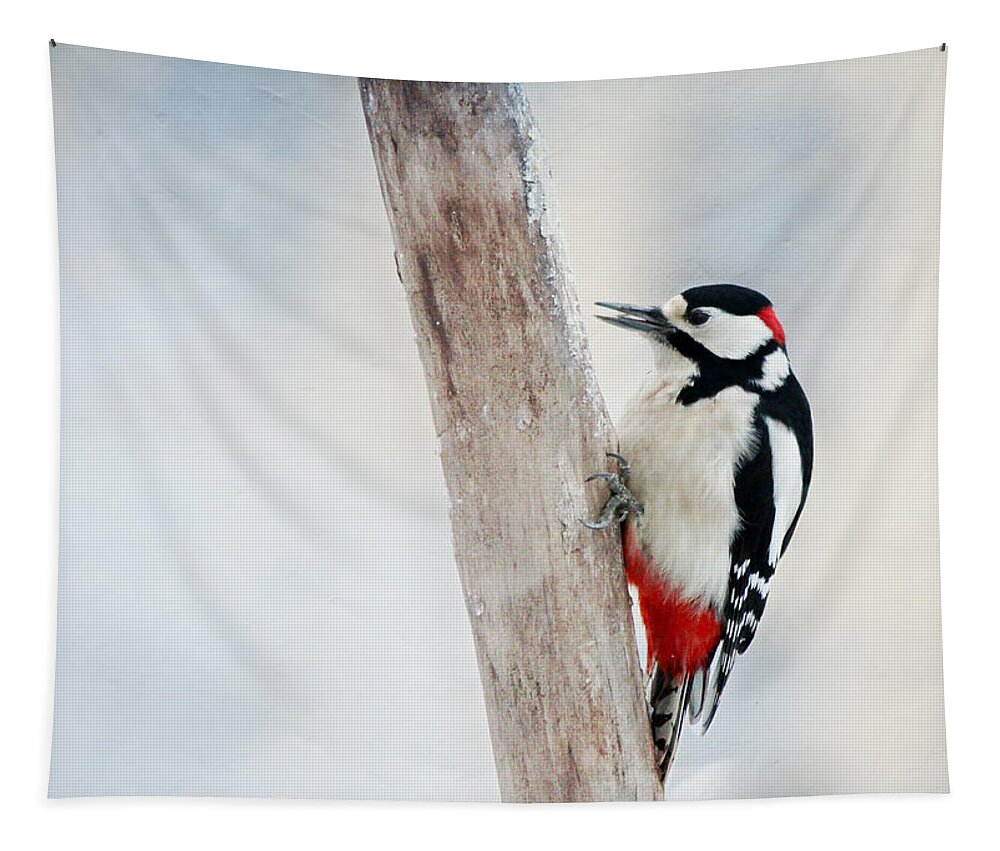 Animal Tapestry featuring the photograph Woodpecker #3 by Heike Hultsch