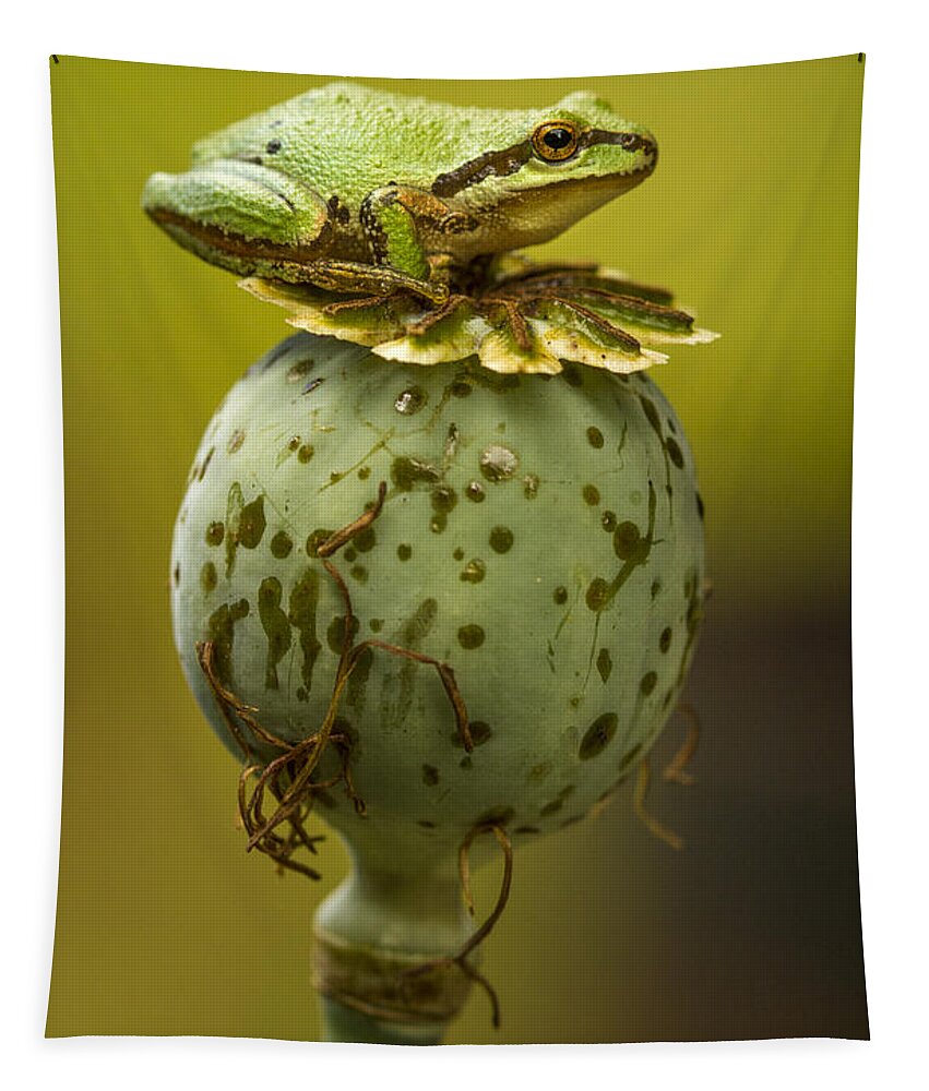 Amphibian Tapestry featuring the photograph Balancing Act #4 by Jean Noren