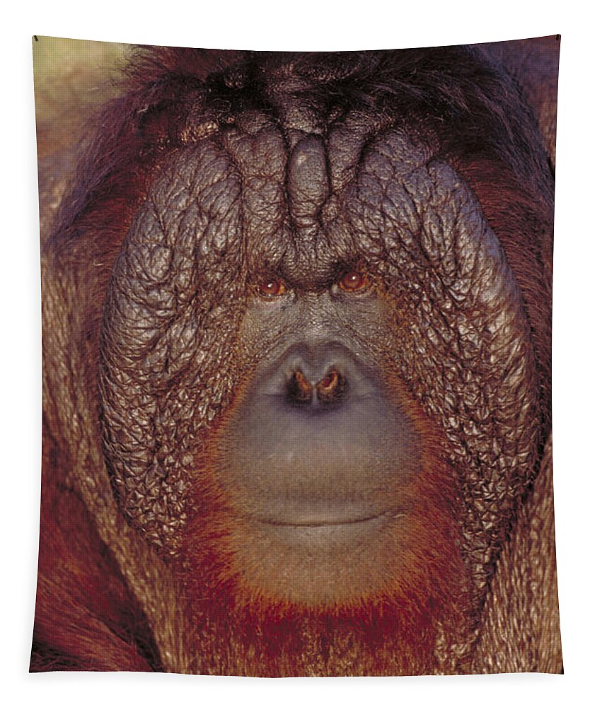 Vertical Tapestry featuring the photograph Bornean Orangutan #4 by Art Wolfe