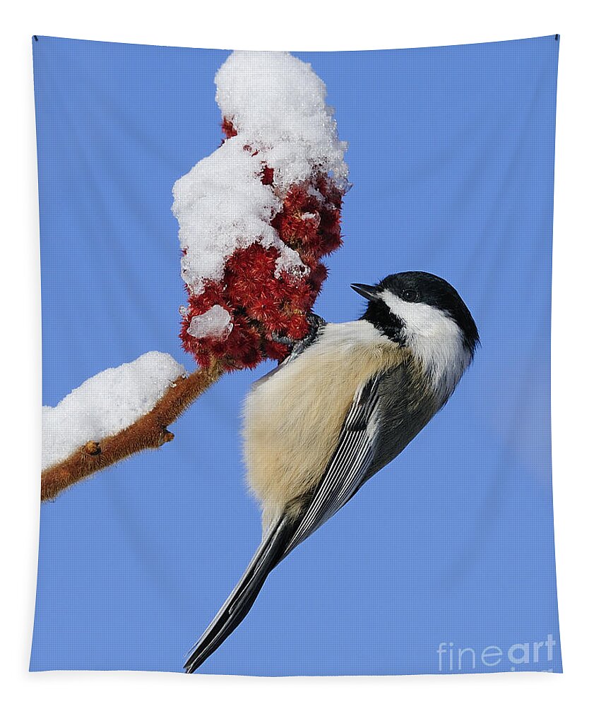 Black-capped Chickadee Tapestry featuring the photograph Chickadee Love... by Nina Stavlund