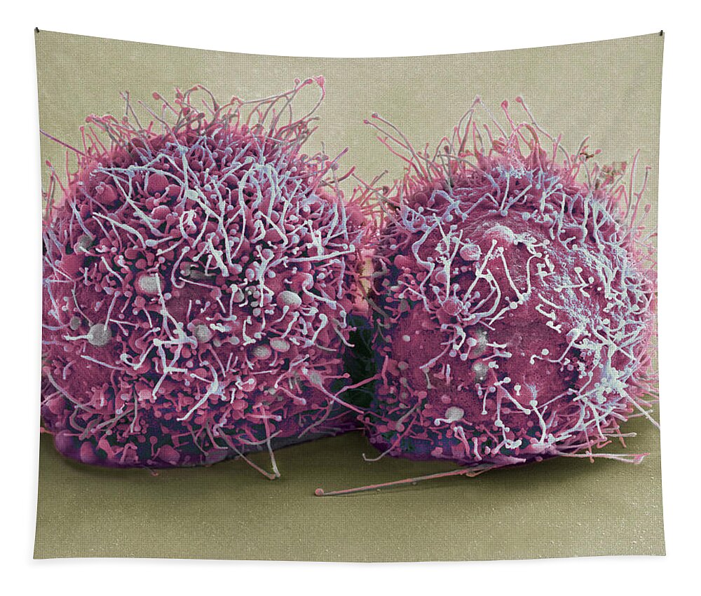 Science Tapestry featuring the photograph Dividing Hela Cells, Sem #4 by Science Source
