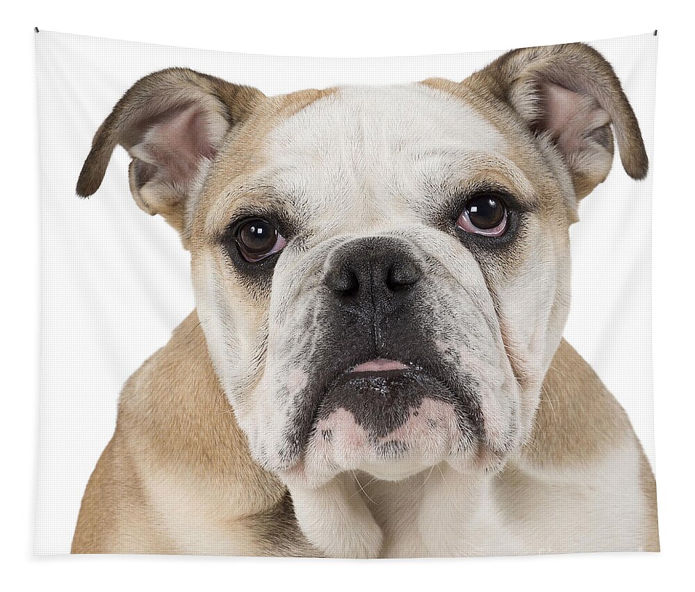 Dog Tapestry featuring the photograph English Bulldog Puppy #8 by Jean-Michel Labat