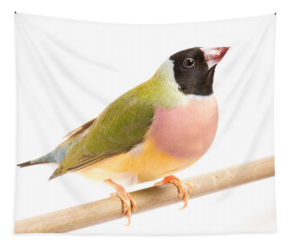 Animal Tapestry featuring the photograph Gouldian Finch Erythrura Gouldiae #4 by David Kenny
