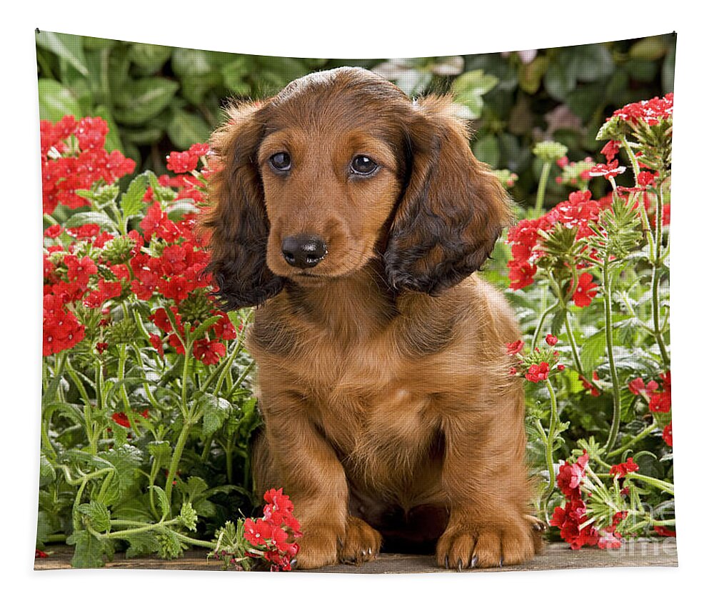 Dachshund Tapestry featuring the photograph Long-haired Dachshund #4 by Jean-Michel Labat