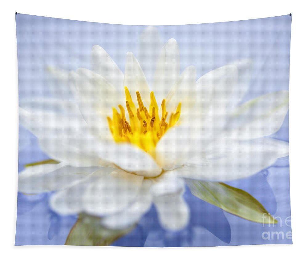 Lotus Tapestry featuring the photograph Lotus flower 4 by Elena Elisseeva
