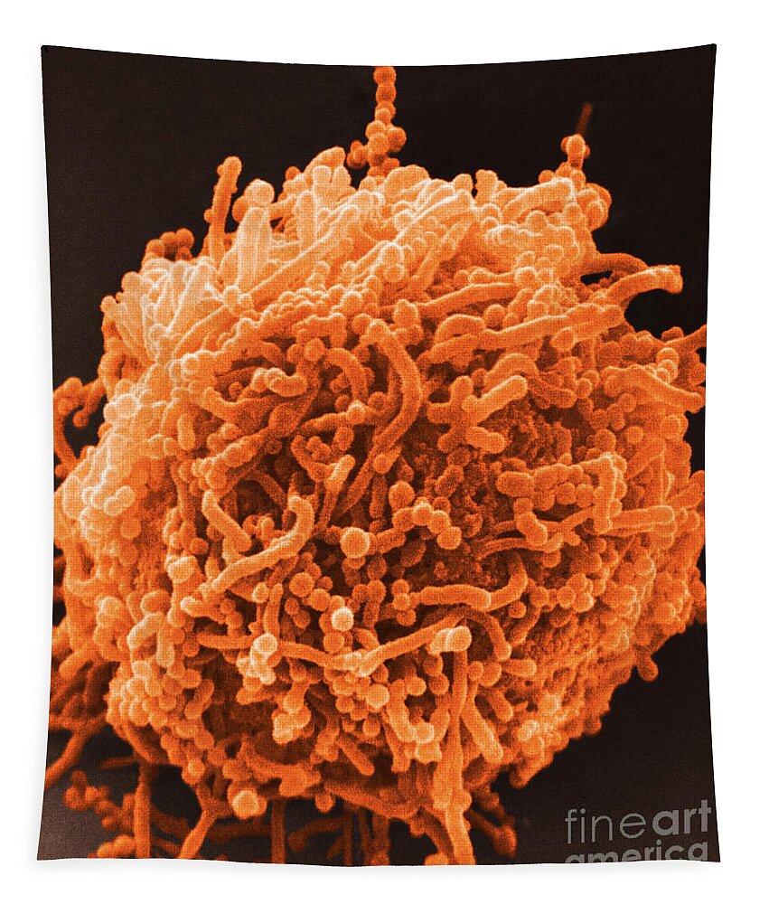Bacterial Tapestry featuring the photograph SEM of Mycoplasma Bacteria by David M Phillips
