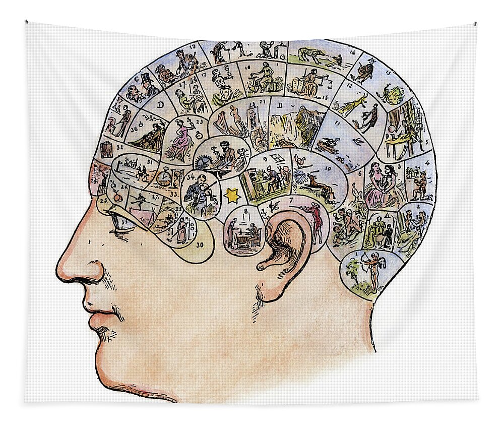 19th Century Tapestry featuring the painting Phrenology, 19th Century #4 by Granger