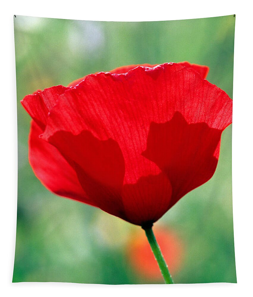 Poppy; Corn Poppy; Papaver Rhoeas; Red; Flower; Wild; Plant; Spring; Flowers; Photograph; Photography; Back Light; Back Lighting; Springtime; Season; Nature; Natural; Natural Environment; Natural World; Flora; Bloom; Blooming; Blossom; Blossoming; Color; Colour; Colorful; Colourful; Earth; Environment; Ecological; Ecology; Country; Landscape; Countryside; Scenery; Macro; Close-up; Detail; Details; Esthetic; Esthetics; Artistic; Beautiful; Beauty; Poppies Tapestry featuring the photograph Poppy flower #7 by George Atsametakis