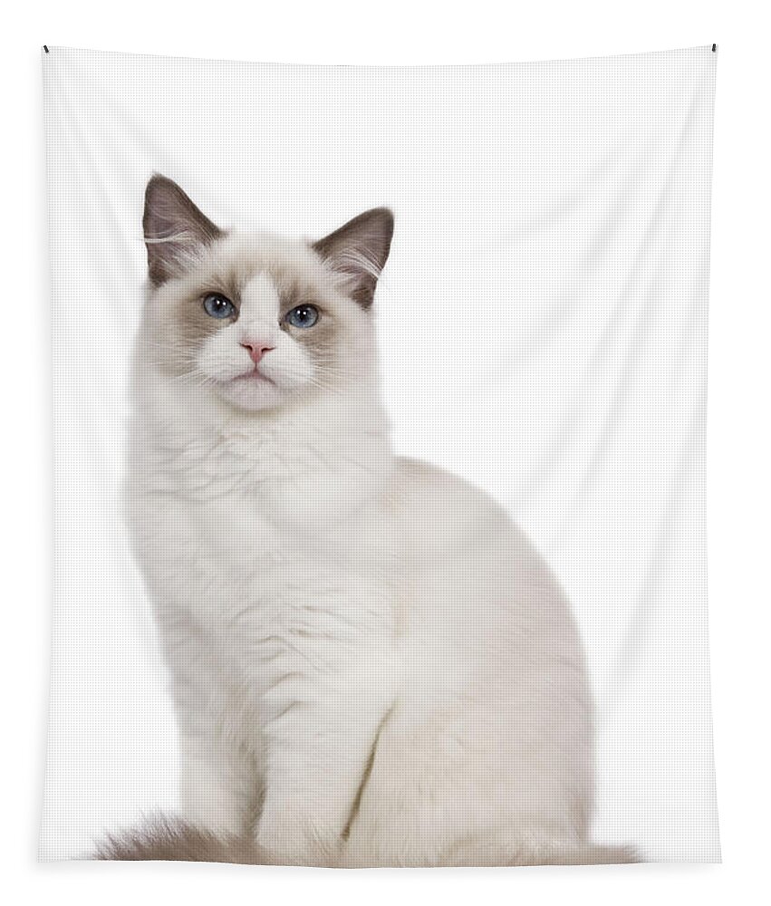 Cat Tapestry featuring the photograph Ragdoll Cat #4 by Jean-Michel Labat