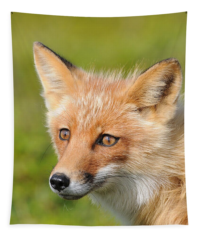Fox Tapestry featuring the photograph Red Fox Pup #4 by William H. Mullins
