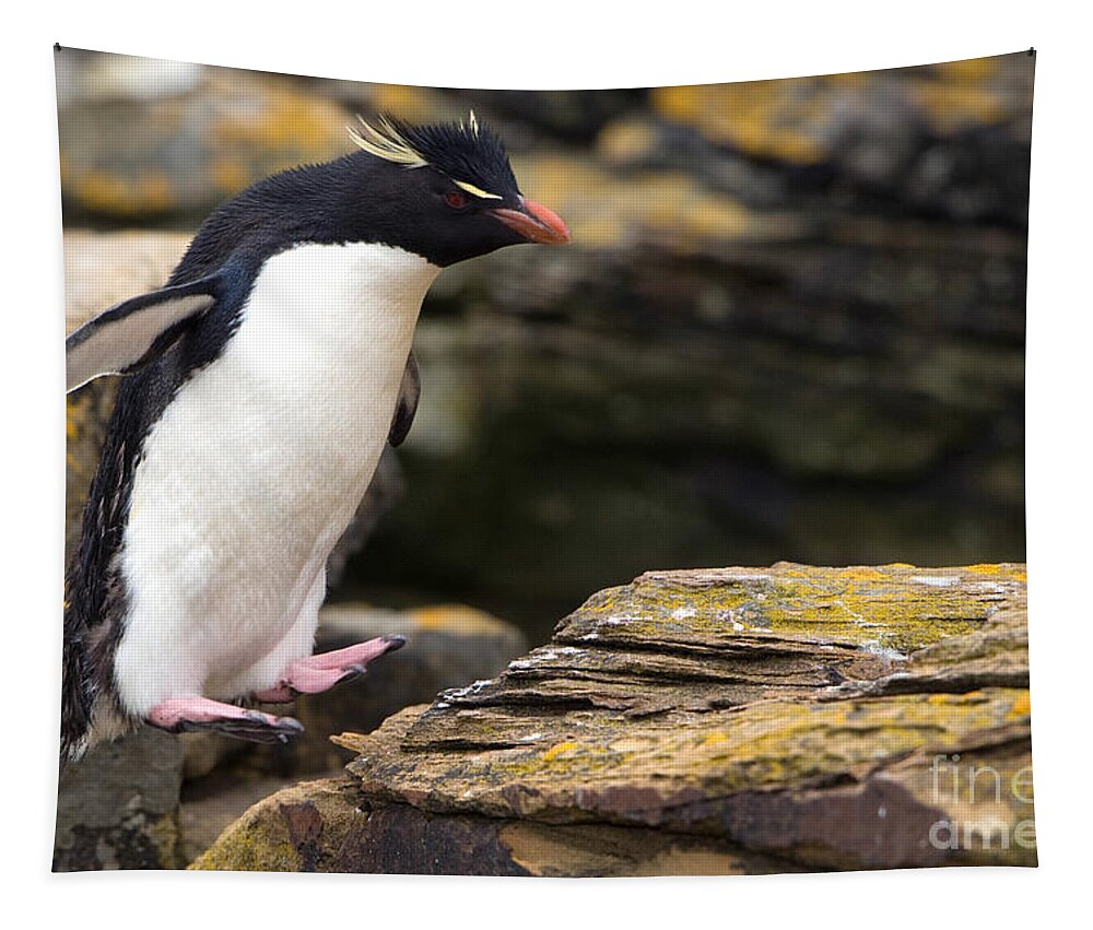 Southern Rockhopper Penguin Tapestry featuring the photograph Rockhopper Penguin by John Shaw