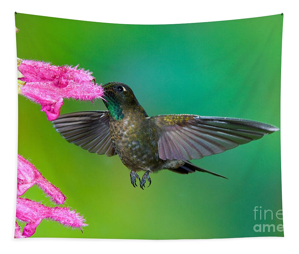 Animal Tapestry featuring the photograph Tyrian Metaltail #4 by Anthony Mercieca