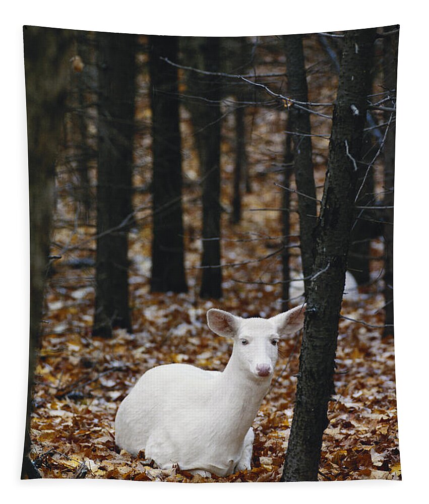 Albinic Tapestry featuring the photograph Albino White-tailed Deer #5 by Thomas And Pat Leeson