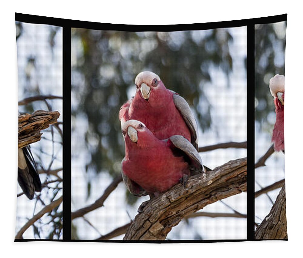Eolophus Roseicapilla Tapestry featuring the photograph Galahs by Steven Ralser