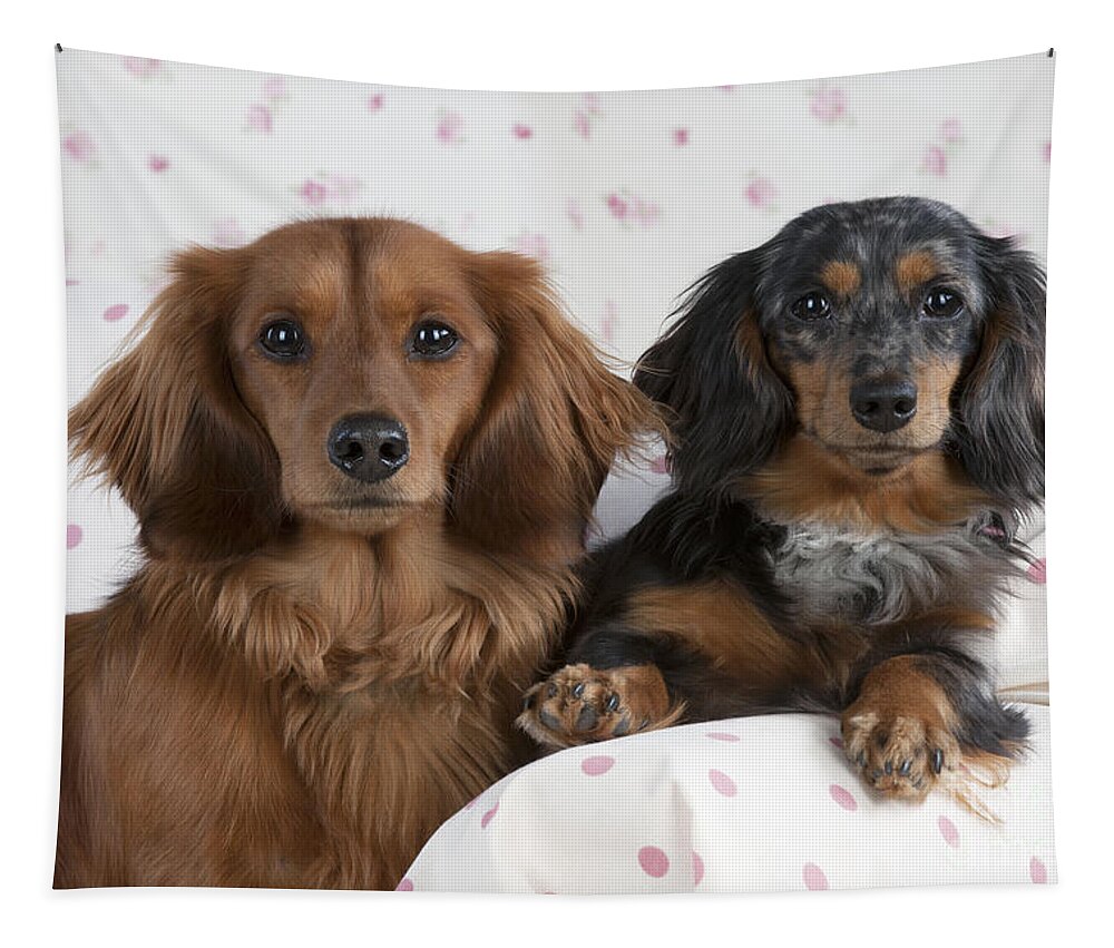 Dachshund Tapestry featuring the photograph Miniature Long-haired Dachshunds by John Daniels