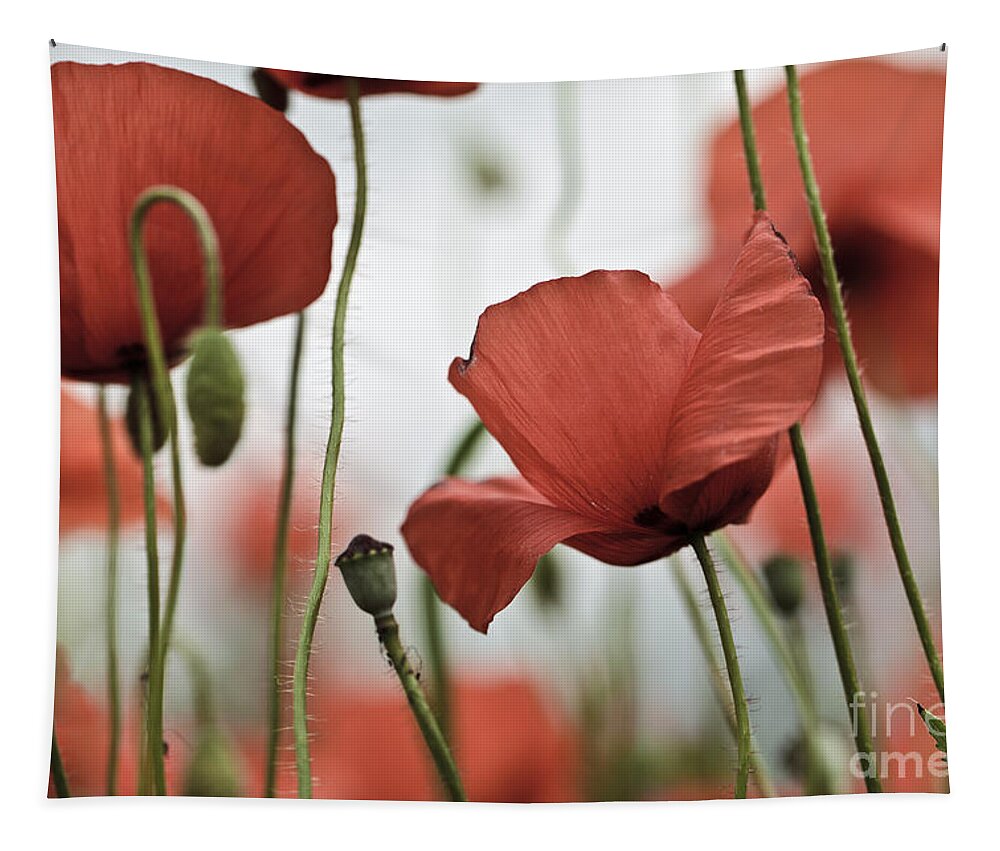 Poppy Tapestry featuring the photograph Red Poppy Flowers by Nailia Schwarz