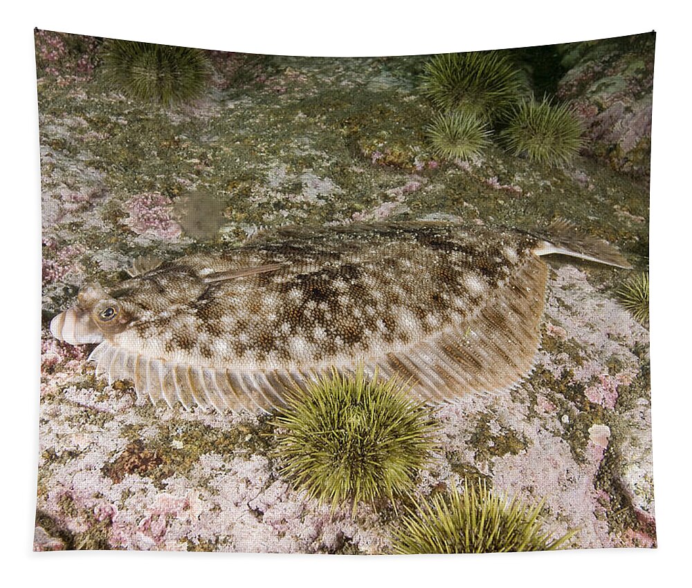 Winter Flounder Tapestry featuring the photograph Winter Flounder #5 by Andrew J. Martinez