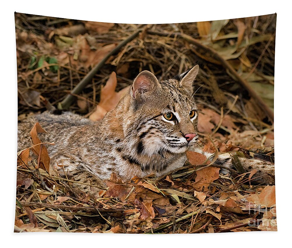 Bobcat Tapestry featuring the photograph 611000006 Bobcat Felis Rufus Wildlife Rescue by Dave Welling