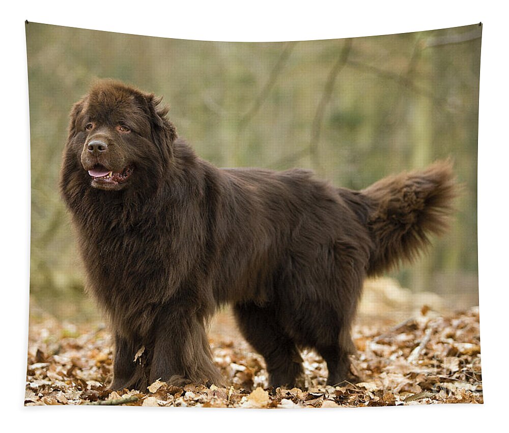 Newfoundland Tapestry featuring the photograph Newfoundland Dog #7 by Jean-Michel Labat