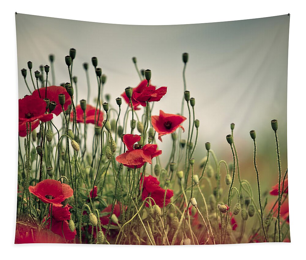 Poppy Tapestry featuring the photograph Poppy Meadow #7 by Nailia Schwarz