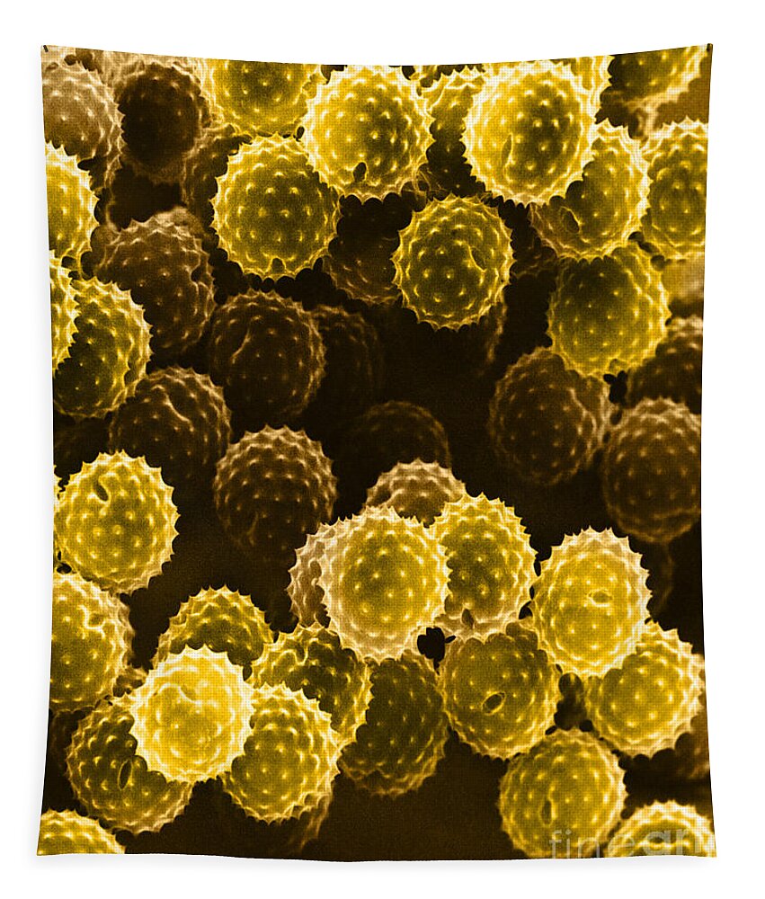 Allergen Tapestry featuring the photograph Ragweed Pollen Sem #7 by David M. Phillips / The Population Council