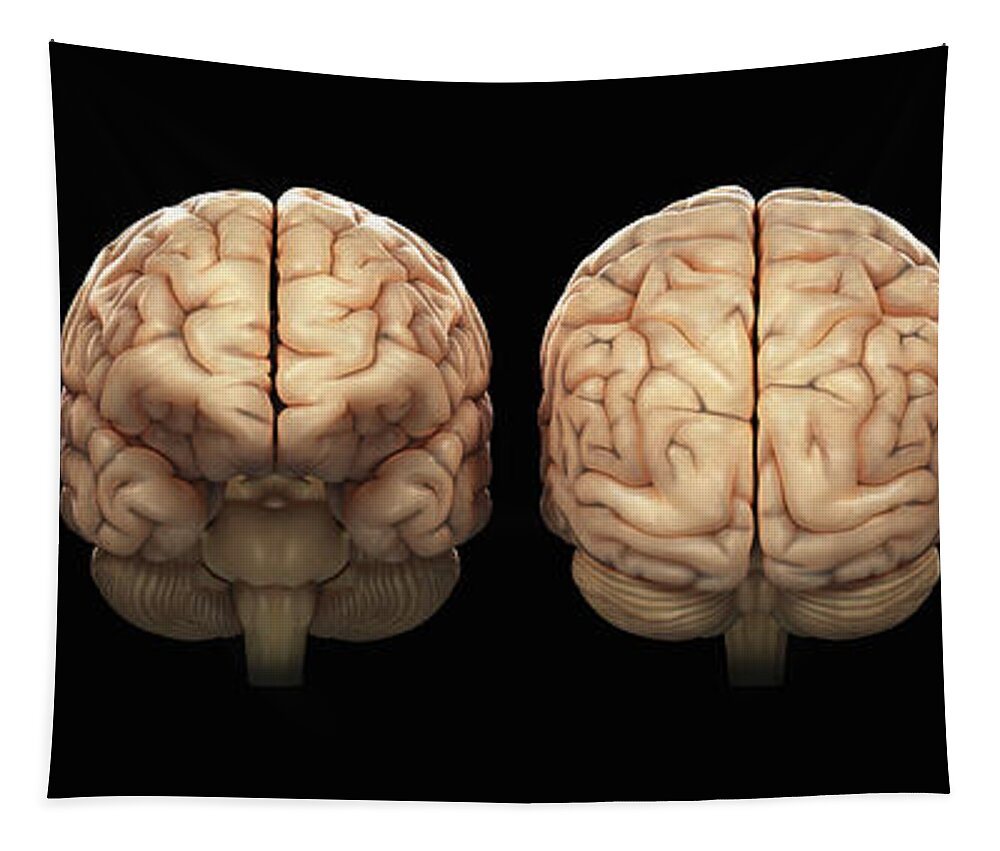 Hemisphere Tapestry featuring the photograph The Human Brain #7 by Science Picture Co
