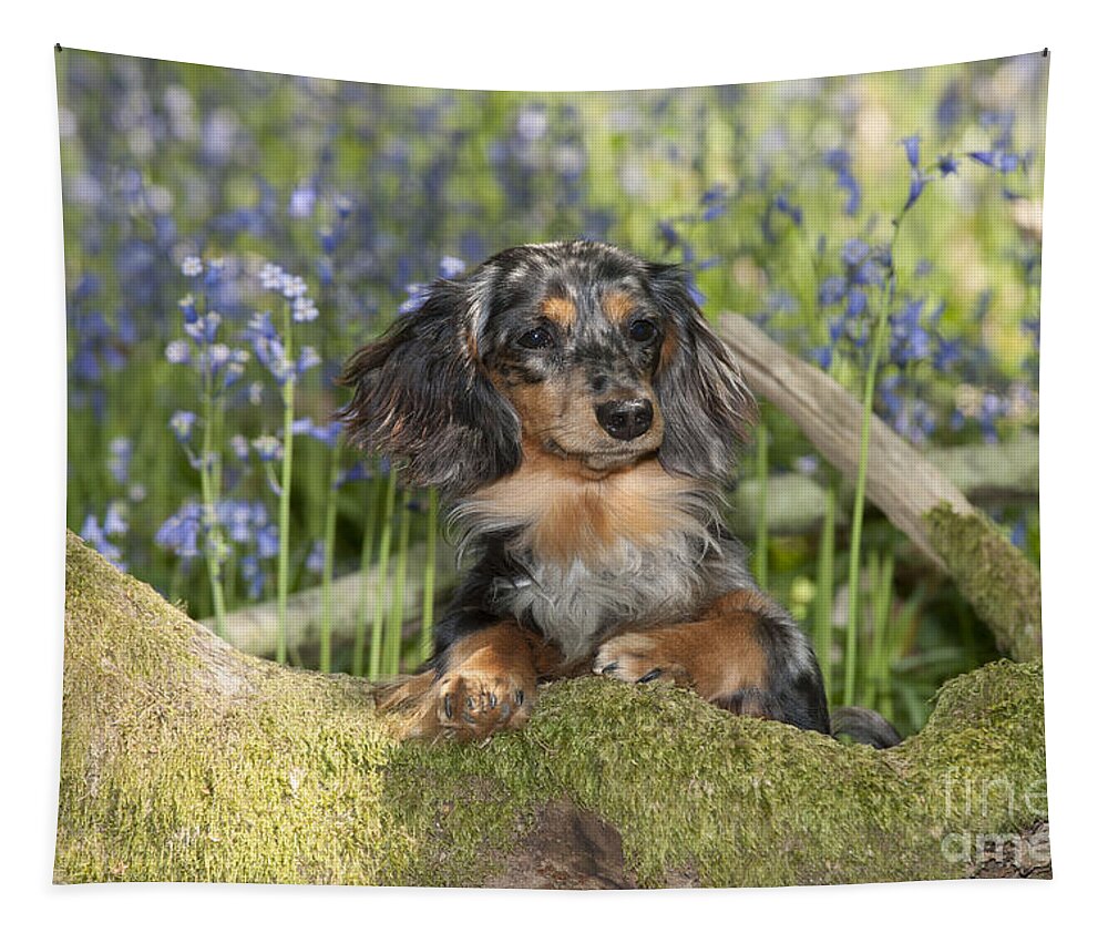 Dachshund Tapestry featuring the photograph Miniature Long-haired Dachshund #6 by John Daniels